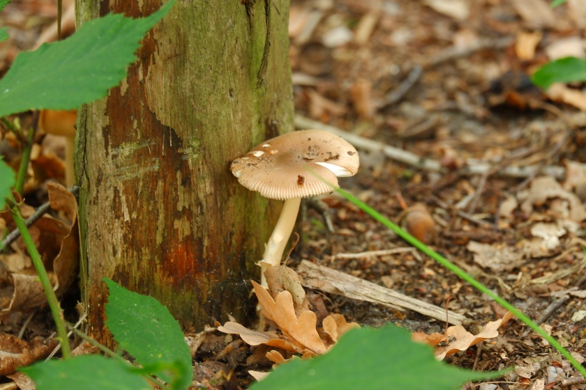 paddenstoelen wandelen natuurwandeling herfst 